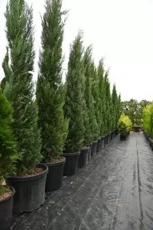 Get your garden looking great with a professional hedge trimming service in Ireland and topiary trees for sale in Dublin.